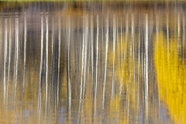 Autumn aspens abstract reflection at Oxbow Bend, Grand Teton National Park, Wyoming