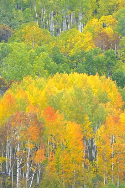 Autumn aspens in Kebler Pass in Colorado