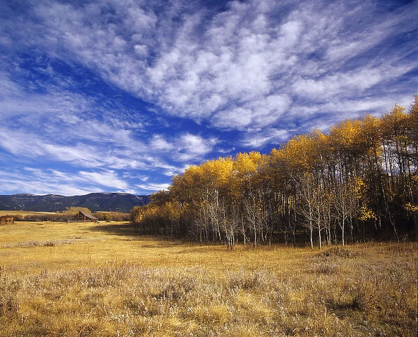 Autumn aspens and old barn on ranchland with Big Snowy Mountains near Judith Gap