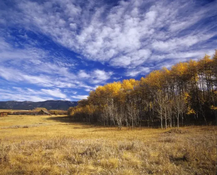 Framed Print : Autumn aspens and old barn on ranchland with Big Snowy Mountains near Judith Gap Framed Print : Autumn aspens and old barn on ranchland with Big Snowy Mountains near Judith Gap