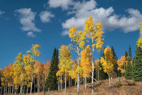 Autumn aspens stand proud in Colorado, Walden, USA