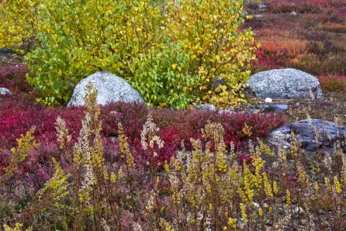 Framed Print : autumn; blueberry barrens; granite rocks; East Orland; Maine; USA Framed Print : autumn; blueberry barrens; granite rocks; East Orland; Maine; USA