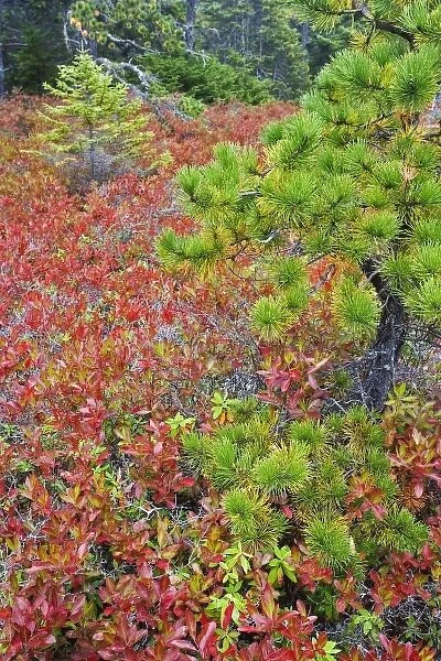 Autumn blueberry foliage in Spruce Fir and Pitch Pine forest, Wonderland Trail, Mount Desert Island