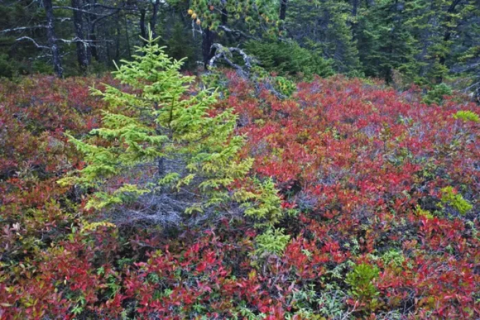 Framed Print : Autumn blueberry foliage in Spruce Fir and Pitch Pine forest, Wonderland Trail, Mount Desert Island