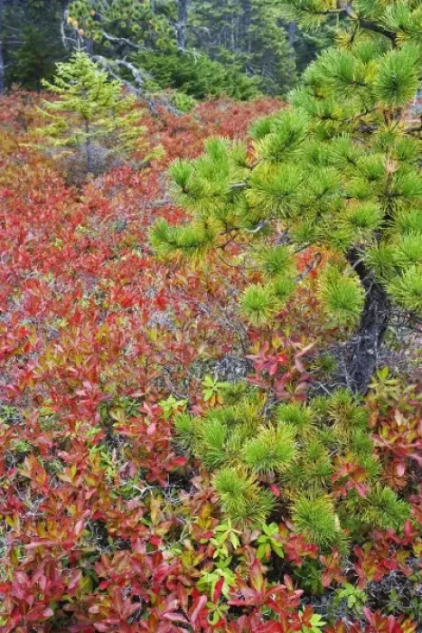 Framed Print : Autumn blueberry foliage in Spruce Fir and Pitch Pine forest, Wonderland Trail, Mount Desert Island