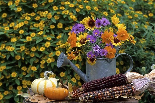 Autumn Bouquet- Asters, Cosmos, Gaillardia, Goldenrod in watering can. Mini gourds