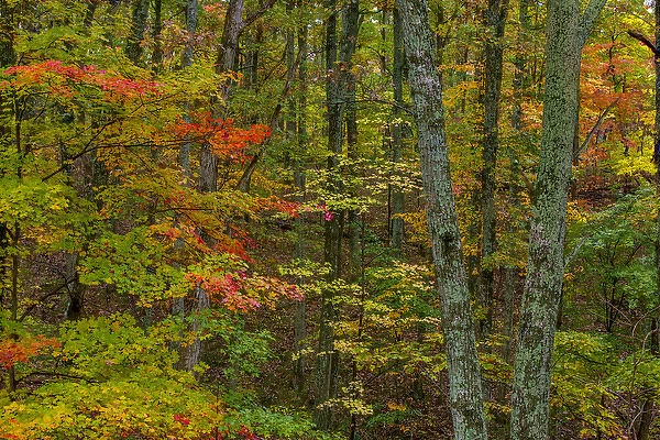 Autumn color in Brown County State Park, Indiana, USA