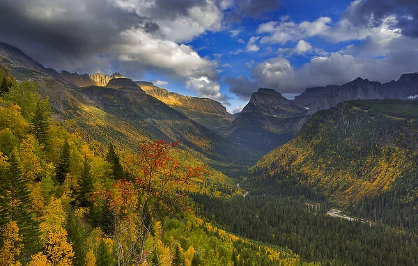 Autumn color expodes in the Upper McDonald Valley of Glacier National Park, Montana, USA