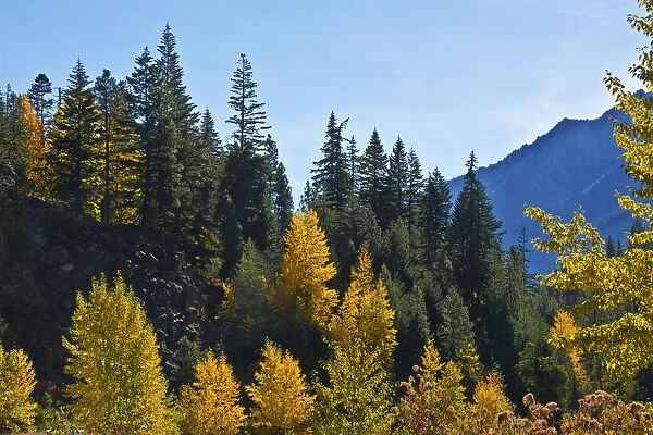 Autumn color, Icicle Gorge, Wenatchee National Forest, Washington State, USA