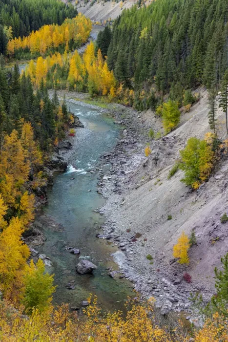 Framed Print : Autumn color along the Middle Fork of the Flathead River in Glacier National Park