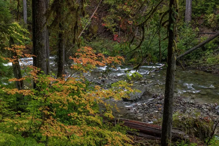 Framed Print : Autumn color along the Ohanapecosh River in Mount Rainier National Park, Washington State, USA Framed Print : Autumn color along the Ohanapecosh River in Mount Rainier National Park, Washington State, USA