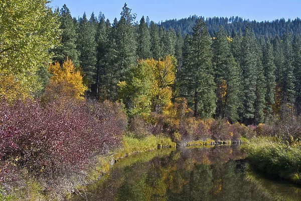 Autumn color, reflections, Leavenworth National Fish Hatchery, Washington State, USA