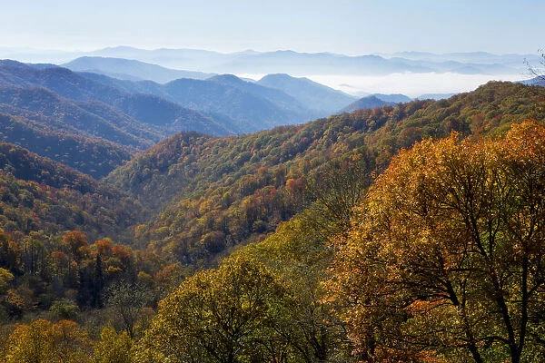 Autumn color on trees, mountain vista, fog in valley, Great Smoky Mountain National Park