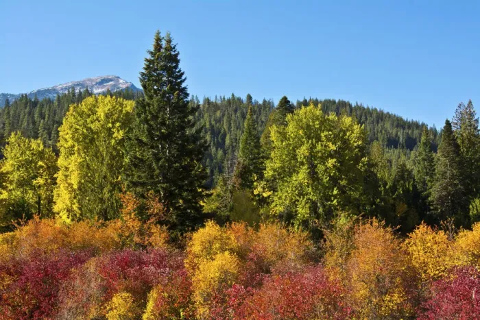 Framed Print : Autumn color, White River, Wenatchee National Forest, Washington State, USA