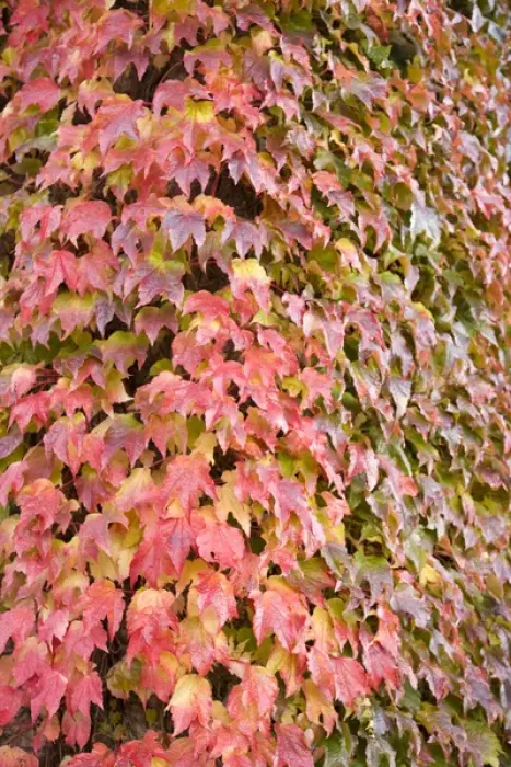 Framed Print : Autumn-colored Ivy decorating the front of The Fairmont Empress Hotel, Inner Harbour