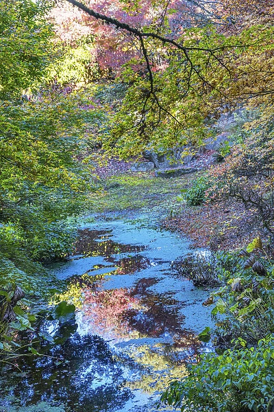 Autumn Colorful Leaves Reflection, Bellevue, Botanical Garden, Washington State