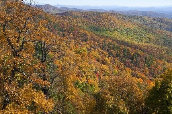 Autumn colors abound in the Pisgah National Forest neat Mt Pisgah in North Carolina