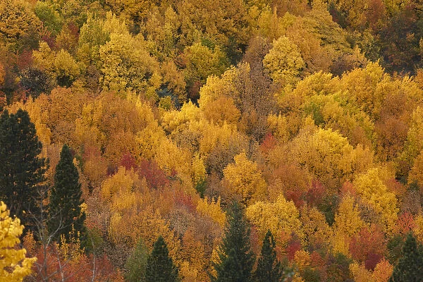 Autumn colors, Arrowtown, near Queenstown, Otago, South Island, New Zealand