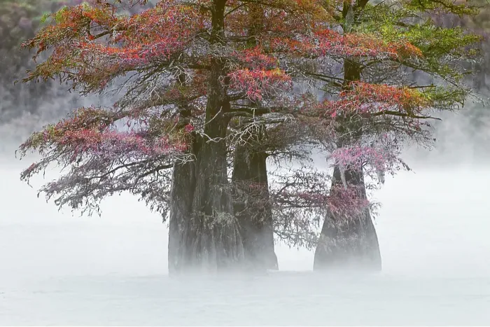 Framed Print : Autumn colors on Caddo Lake, Texas. Worlds largest bald cypress forest Framed Print : Autumn colors on Caddo Lake, Texas. Worlds largest bald cypress forest