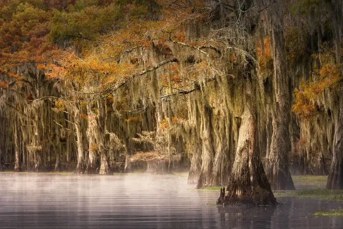 Framed Print : Autumn colors on Caddo Lake, Texas. Worlds largest bald cypress forest Framed Print : Autumn colors on Caddo Lake, Texas. Worlds largest bald cypress forest