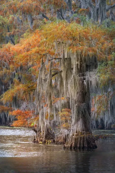 Framed Print : Autumn colors on Caddo Lake, Texas. Worlds largest bald cypress forest