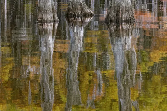 Framed Print : Autumn colors on Caddo Lake, Texas. Worlds largest bald cypress forest Framed Print : Autumn colors on Caddo Lake, Texas. Worlds largest bald cypress forest