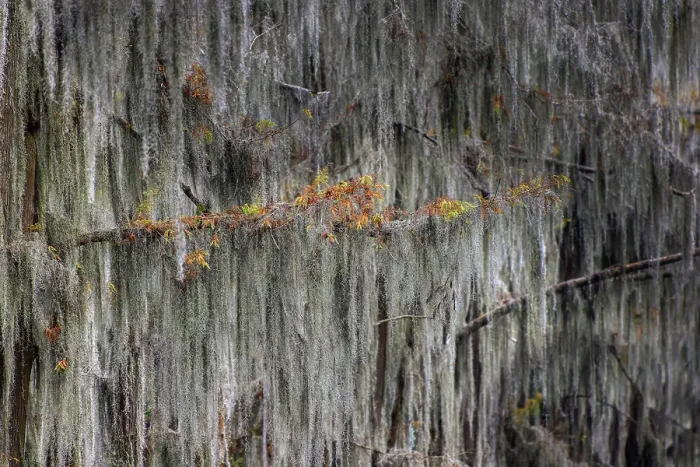 Framed Print : Autumn colors on Caddo Lake, Texas. Worlds largest bald cypress forest