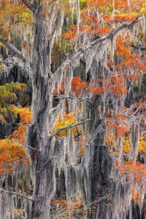 Framed Print : Autumn colors on Caddo Lake, Texas. Worlds largest bald cypress forest
