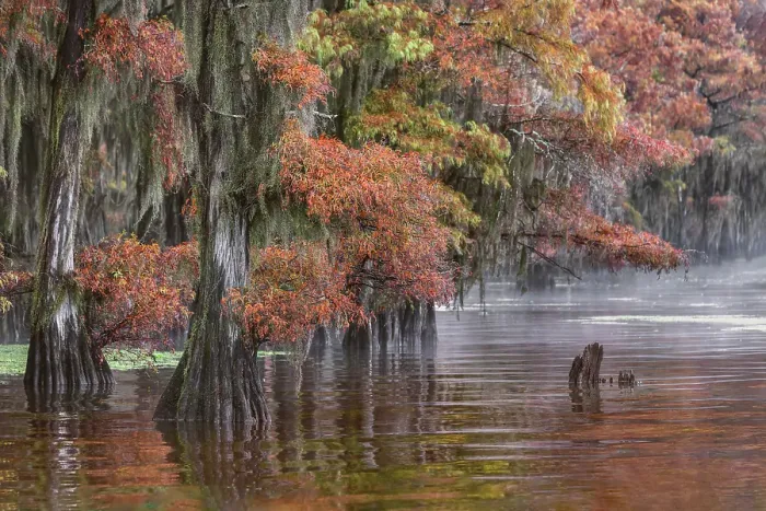 Framed Print : Autumn colors on Caddo Lake, Texas. Worlds largest bald cypress forest Framed Print : Autumn colors on Caddo Lake, Texas. Worlds largest bald cypress forest