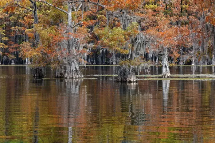 Framed Print : Autumn colors on Caddo Lake, Texas. Worlds largest bald cypress forest Framed Print : Autumn colors on Caddo Lake, Texas. Worlds largest bald cypress forest