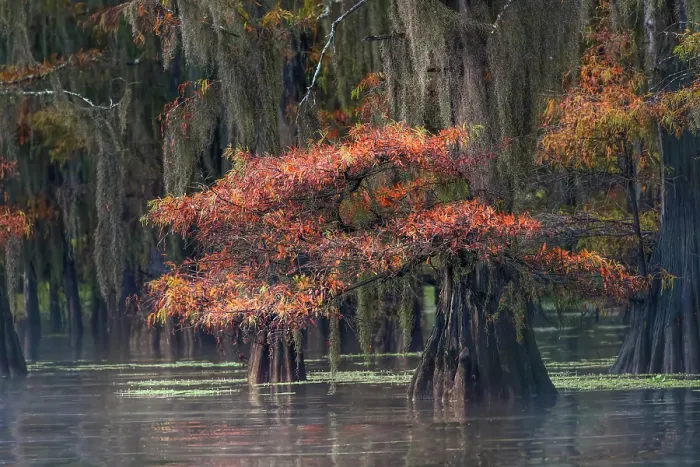 Framed Print : Autumn colors on Caddo Lake, Texas. Worlds largest bald cypress forest Framed Print : Autumn colors on Caddo Lake, Texas. Worlds largest bald cypress forest