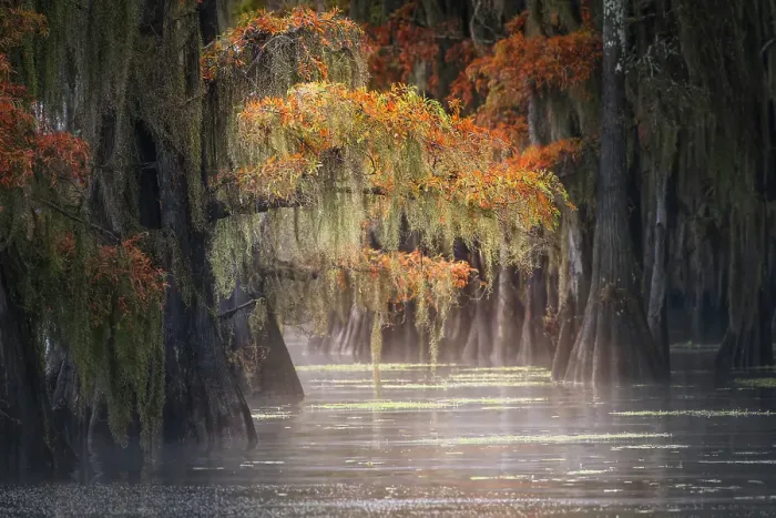 Framed Print : Autumn colors on Caddo Lake, Texas. Worlds largest bald cypress forest Framed Print : Autumn colors on Caddo Lake, Texas. Worlds largest bald cypress forest
