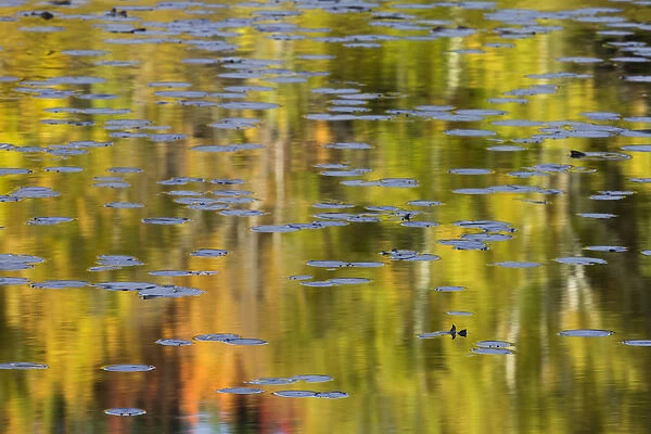 Autumn colors and lily pads reflecting on Thornton Lake at sunrise, Hiawatha National Forest