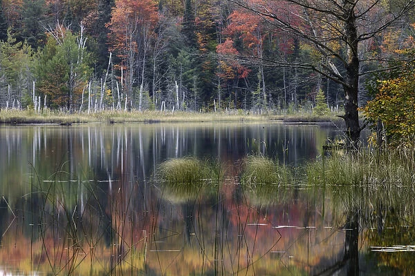 Autumn Colors and mist reflecting on Council Lake at sunrise, Hiawatha National Forest