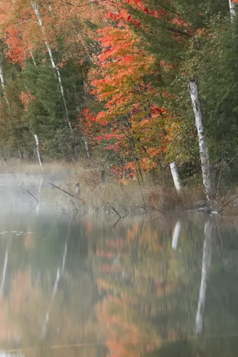 Framed Print : Autumn Colors and mist reflecting on Council Lake at sunrise, Hiawatha National Forest Framed Print : Autumn Colors and mist reflecting on Council Lake at sunrise, Hiawatha National Forest