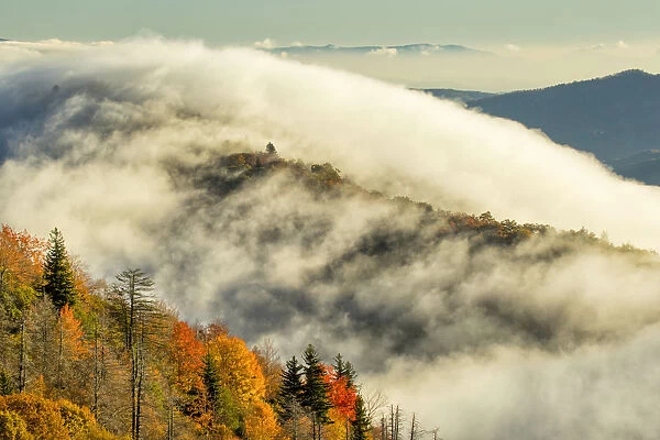 Autumn Colors and mist at sunrise, Blue Ridge Mountains from Blue Ridge Parkway at sunrise