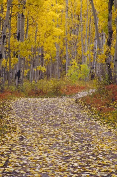 Framed Print : Autumn colors and road in Kebler Pass Framed Print : Autumn colors and road in Kebler Pass
