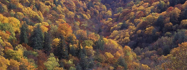 Autumn colors along Thomas Divide, Great Smoky Mountains National Park, North Carolina
