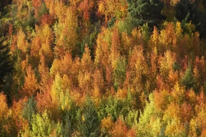 Framed Print : Autumn Colour, Arrowtown, near Queenstown, Otago, South Island, New Zealand Framed Print : Autumn Colour, Arrowtown, near Queenstown, Otago, South Island, New Zealand