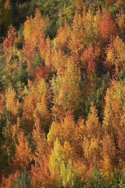 Autumn Colour, Arrowtown, near Queenstown, Otago, South Island, New Zealand