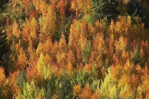 Autumn Colour, Arrowtown, near Queenstown, Otago, South Island, New Zealand