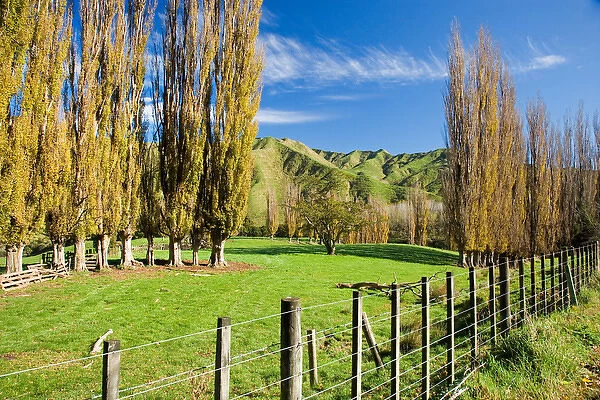 Autumn Colour and Farmland, Wanganui - Raetihi Road, North Island, New Zealand