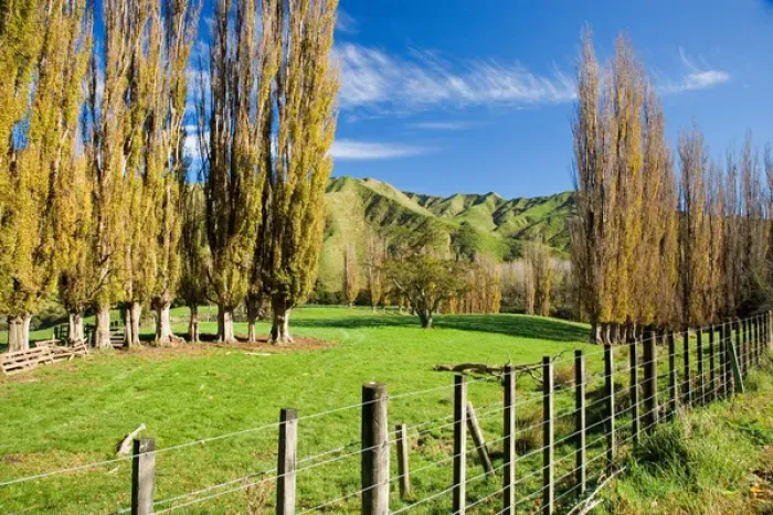 Framed Print : Autumn Colour and Farmland, Wanganui - Raetihi Road, North Island, New Zealand Framed Print : Autumn Colour and Farmland, Wanganui - Raetihi Road, North Island, New Zealand