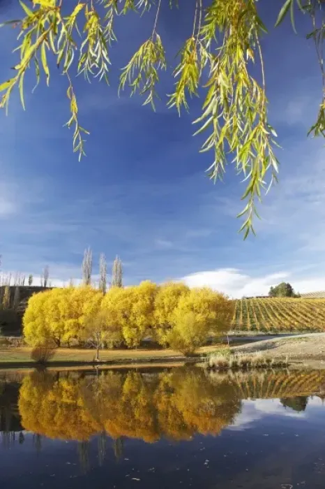 Framed Print : Autumn Colour and Vineyard, Bannockburn Inlet, Lake Dunstan, Central Otago, South Island Framed Print : Autumn Colour and Vineyard, Bannockburn Inlet, Lake Dunstan, Central Otago, South Island