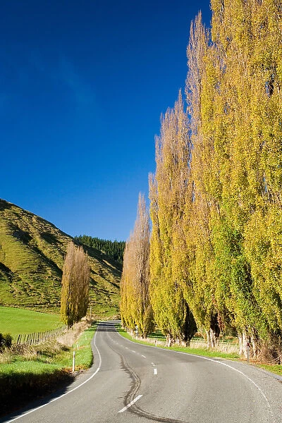 Autumn Colour and Wanganui - Raetihi Road, near Wanganui, North Island, New Zealand