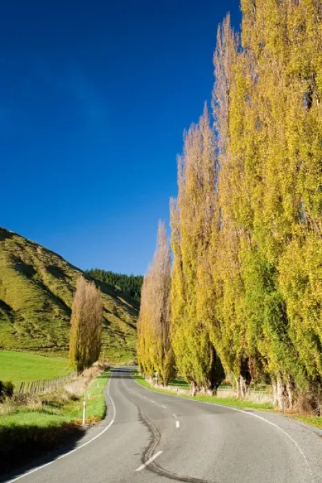 Framed Print : Autumn Colour and Wanganui - Raetihi Road, near Wanganui, North Island, New Zealand Framed Print : Autumn Colour and Wanganui - Raetihi Road, near Wanganui, North Island, New Zealand