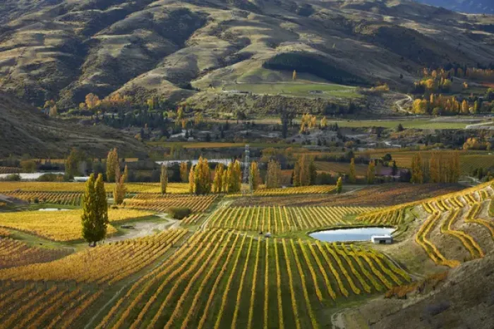 Framed Print : Autumn colours, Felton Road Vineyard, Bannockburn, near Cromwell, Central Otago, South Island Framed Print : Autumn colours, Felton Road Vineyard, Bannockburn, near Cromwell, Central Otago, South Island