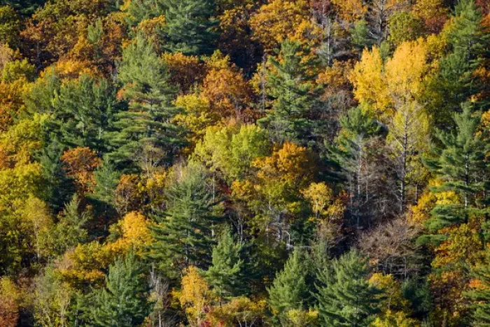 Framed Print : Autumn colours, Haliburton, Ontario Framed Print : Autumn colours, Haliburton, Ontario