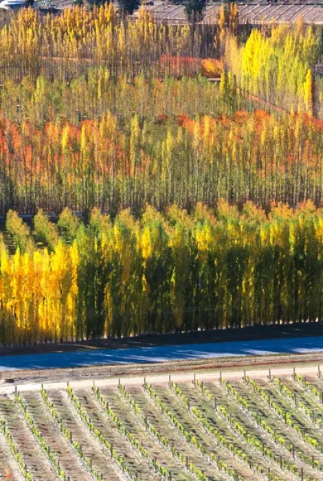 Framed Print : Autumn Colours, Mt Difficulty Vineyard, Bannockburn, Central Otago