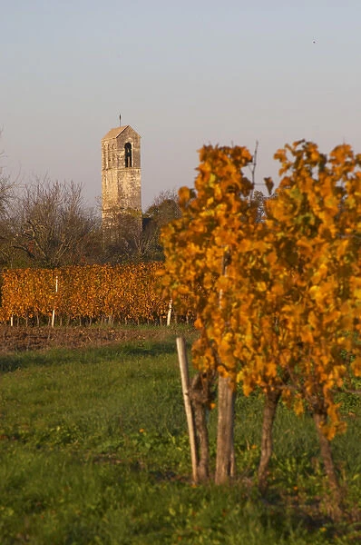 Autumn colours in the vineyard in late afternoon evening sunshine, red, brown, yellow leaves